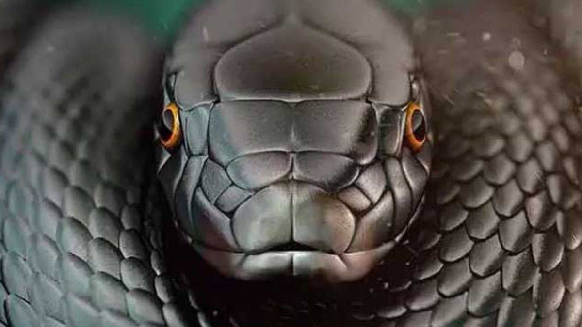 Rüyada yılan görmek ne anlama gelir